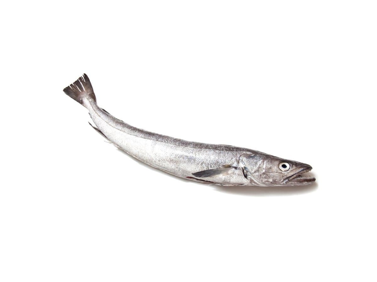 Hake