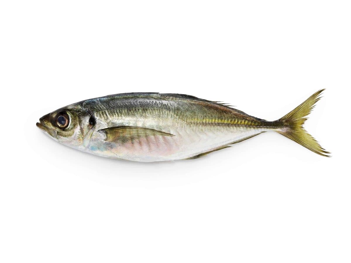 Horse mackerel